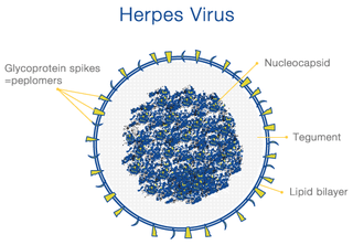 Illustration for article titled Obat penyakit herpes apotik
